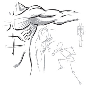 human anatomy for artists