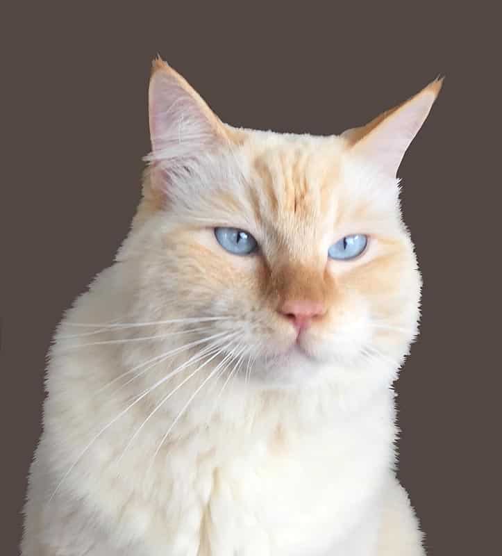 real cat
